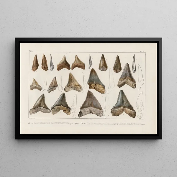 Recherches sur les poissons fossiles Pl312 - Louis Agassiz — gerahmtes Bild an der Wand
