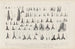 Recherches sur les poissons fossiles Pl321 - Louis Agassiz — Ansicht des Kunstwerks