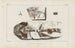 Recherches sur les poissons fossiles Pl322 - Louis Agassiz — Ansicht des Kunstwerks