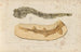 Recherches sur les poissons fossiles Pl323 - Louis Agassiz — Ansicht des Kunstwerks