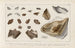 Recherches sur les poissons fossiles Pl324 - Louis Agassiz — Ansicht des Kunstwerks