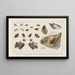 Recherches sur les poissons fossiles Pl324 - Louis Agassiz — gerahmtes Bild an der Wand
