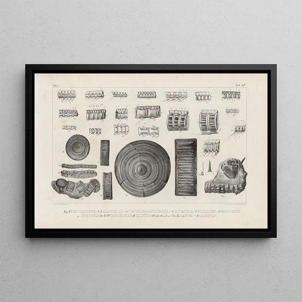 Recherches sur les poissons fossiles Pl326 - Louis Agassiz — gerahmtes Bild an der Wand