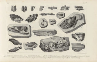 Louis Agassiz - Recherches sur les poissons fossiles Pl327.webp