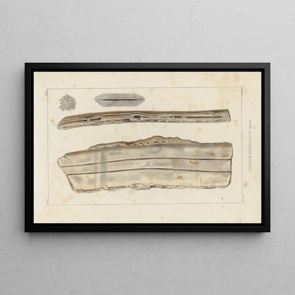 Louis Agassiz - Recherches sur les poissons fossiles Pl329.webp