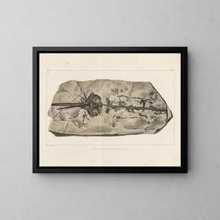 Louis Agassiz - Recherches sur les poissons fossiles Pl330.webp