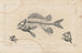 Recherches sur les poissons fossiles Pl337 - Louis Agassiz — Ansicht des Kunstwerks