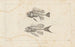 Recherches sur les poissons fossiles Pl338 - Louis Agassiz — Ansicht des Kunstwerks