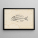 Recherches sur les poissons fossiles Pl339 - Louis Agassiz — gerahmtes Bild an der Wand