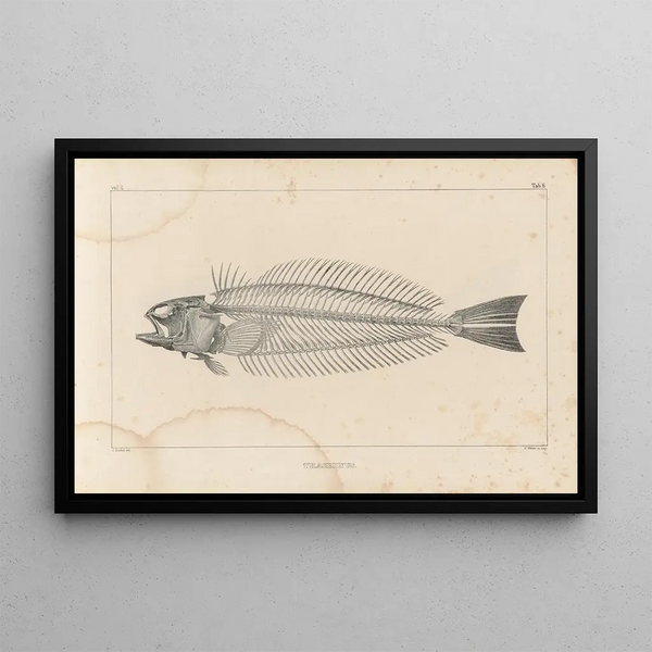 Recherches sur les poissons fossiles Pl340 - Louis Agassiz — gerahmtes Bild an der Wand