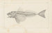 Recherches sur les poissons fossiles Pl341 - Louis Agassiz — Ansicht des Kunstwerks