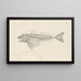 Recherches sur les poissons fossiles Pl341 - Louis Agassiz — gerahmtes Bild an der Wand
