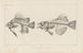 Recherches sur les poissons fossiles Pl343 - Louis Agassiz — Ansicht des Kunstwerks