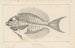 Recherches sur les poissons fossiles Pl344 - Louis Agassiz — Ansicht des Kunstwerks