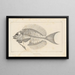 Recherches sur les poissons fossiles Pl344 - Louis Agassiz — gerahmtes Bild an der Wand