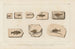 Recherches sur les poissons fossiles Pl354 - Louis Agassiz — Ansicht des Kunstwerks