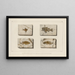 Recherches sur les poissons fossiles Pl355 - Louis Agassiz — gerahmtes Bild an der Wand