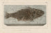 Recherches sur les poissons fossiles Pl356 - Louis Agassiz — Ansicht des Kunstwerks