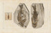 Recherches sur les poissons fossiles Pl358 - Louis Agassiz — Ansicht des Kunstwerks