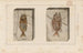 Recherches sur les poissons fossiles Pl361 - Louis Agassiz — Ansicht des Kunstwerks