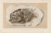 Recherches sur les poissons fossiles Pl362 - Louis Agassiz — Ansicht des Kunstwerks