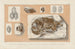 Recherches sur les Poissons Fossiles Pl363 - Louis Agassiz — Ansicht des Kunstwerks