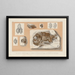 Recherches sur les Poissons Fossiles Pl363 - Louis Agassiz — gerahmtes Bild an der Wand