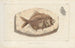 Recherches sur les poissons fossiles Pl366 - Louis Agassiz — Ansicht des Kunstwerks