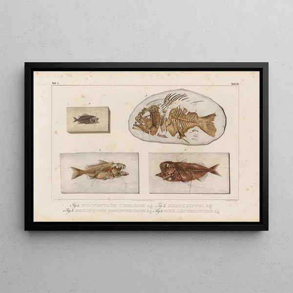 Recherches sur les poissons fossiles, pl. 367 - Louis Agassiz — gerahmtes Bild an der Wand