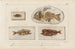 Recherches sur les poissons fossiles, pl. 367 - Louis Agassiz — Ansicht des Kunstwerks