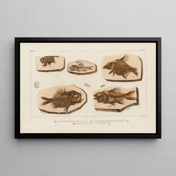 Recherches sur les poissons fossiles Pl369 - Louis Agassiz — gerahmtes Bild an der Wand