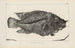 Recherches sur les poissons fossiles Pl371 - Louis Agassiz — Ansicht des Kunstwerks
