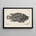 Recherches sur les poissons fossiles Pl371 - Louis Agassiz — gerahmtes Bild an der Wand