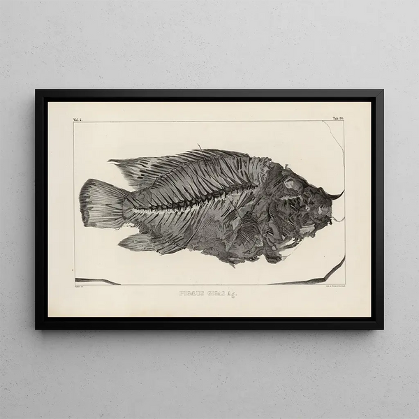 Recherches sur les poissons fossiles Pl371 - Louis Agassiz — gerahmtes Bild an der Wand