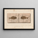Recherches sur les poissons fossiles Pl373 - Louis Agassiz — gerahmtes Bild an der Wand