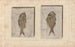 Recherches sur les Poissons Fossiles Pl. 374 - Louis Agassiz — Ansicht des Kunstwerks