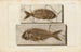 Recherches sur les poissons fossiles, Pl375 - Louis Agassiz — Ansicht des Kunstwerks