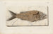 Recherches sur les poissons fossiles Pl376 - Louis Agassiz — Ansicht des Kunstwerks