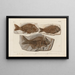 Recherches sur les poissons fossiles Pl379 - Louis Agassiz — gerahmtes Bild an der Wand