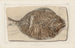 Recherches sur les poissons fossiles Pl380 - Louis Agassiz — Ansicht des Kunstwerks
