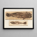 Recherches sur les poissons fossiles, Pl. 383 - Louis Agassiz — gerahmtes Bild an der Wand