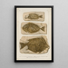 Recherches sur les poissons fossiles Pl386 - Louis Agassiz — gerahmtes Bild an der Wand