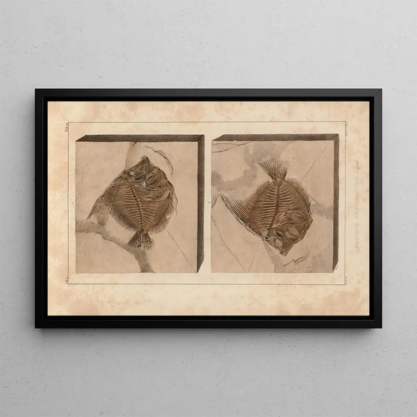 Recherches sur les poissons fossiles Pl389 - Louis Agassiz — gerahmtes Bild an der Wand