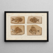 Recherches sur les poissons fossiles Pl390 - Louis Agassiz — gerahmtes Bild an der Wand