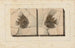 Recherches sur les poissons fossiles, Pl. 394 - Louis Agassiz — Ansicht des Kunstwerks