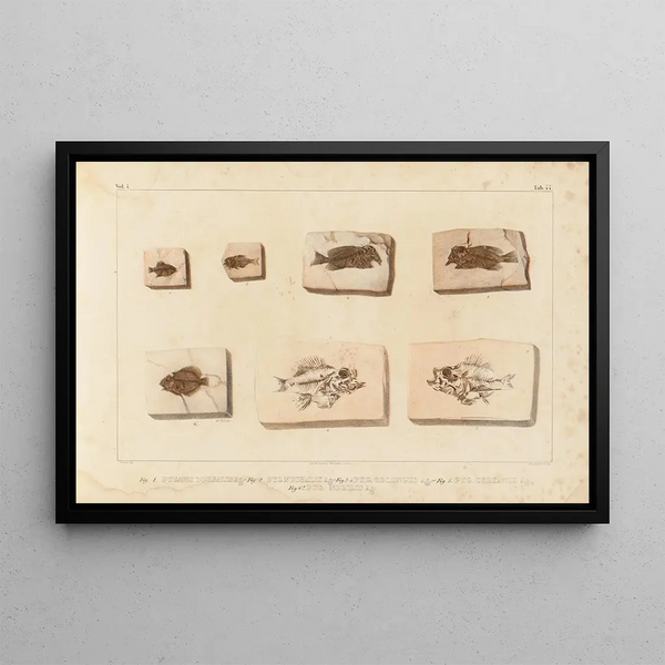 Louis Agassiz - Recherches sur les poissons fossiles Pl396.webp