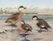 Canard der Bahamas, Canard der Galápagos-Inseln, Afrikanischer Rotkehlchen-Enten - Louis Agassiz Fuertes — Ansicht des Kunstwerks
