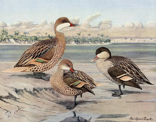Canard der Bahamas, Canard der Galápagos-Inseln, Afrikanischer Rotkehlchen-Enten - Louis Agassiz Fuertes — Ansicht des Kunstwerks