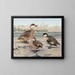 Canard der Bahamas, Canard der Galápagos-Inseln, Afrikanischer Rotkehlchen-Enten - Louis Agassiz Fuertes — gerahmtes Bild an der Wand
