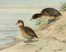 Enten mit schwarzem Kopf - Louis Agassiz Fuertes — Ansicht des Kunstwerks
